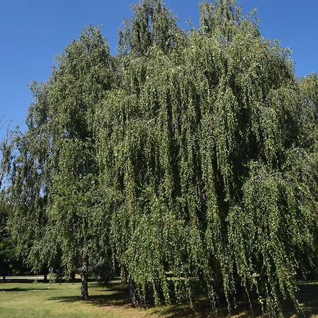 Al Salice Tranquillita Nel Verde Via Amendola 24 Daire Busto Arsizio Dış mekan fotoğraf