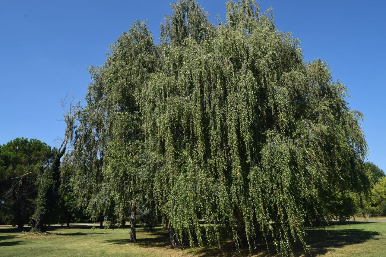 Al Salice Tranquillita Nel Verde Via Amendola 24 Daire Busto Arsizio Dış mekan fotoğraf